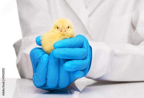 Veterinarians hands in blue gloves holding yellow chicken