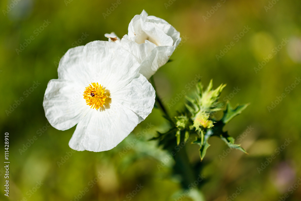 Fototapeta premium White Poppy Wildflower