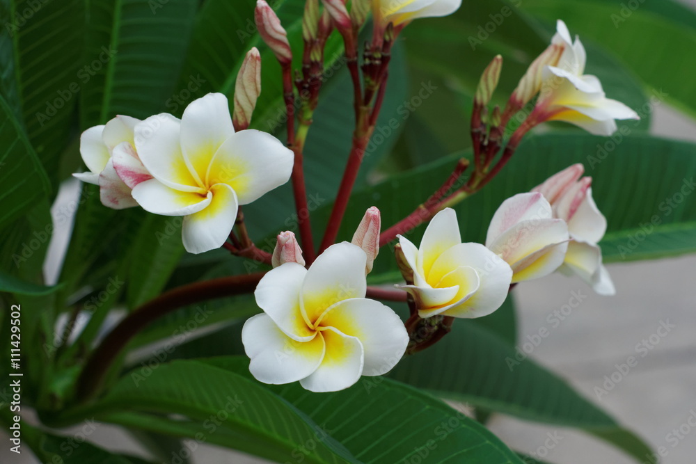 Fototapeta premium white Plumeria or Frangipani flowers. blossom of tropical tree