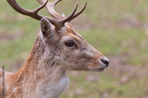 Fototapeta Naklejka Na Ścianę i Meble -  Damhirsch 