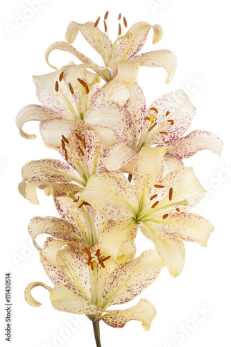 Fototapeta Naklejka Na Ścianę i Meble -  lily