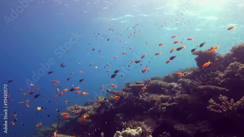 Wallpaper Mural Underwater shot of teaming hard tropical coral reef top in Red Sea and floating around small colorful fish. Amazing, beautiful marine life world of sea creatures. Scuba diving and tourism. Torontodigital.ca