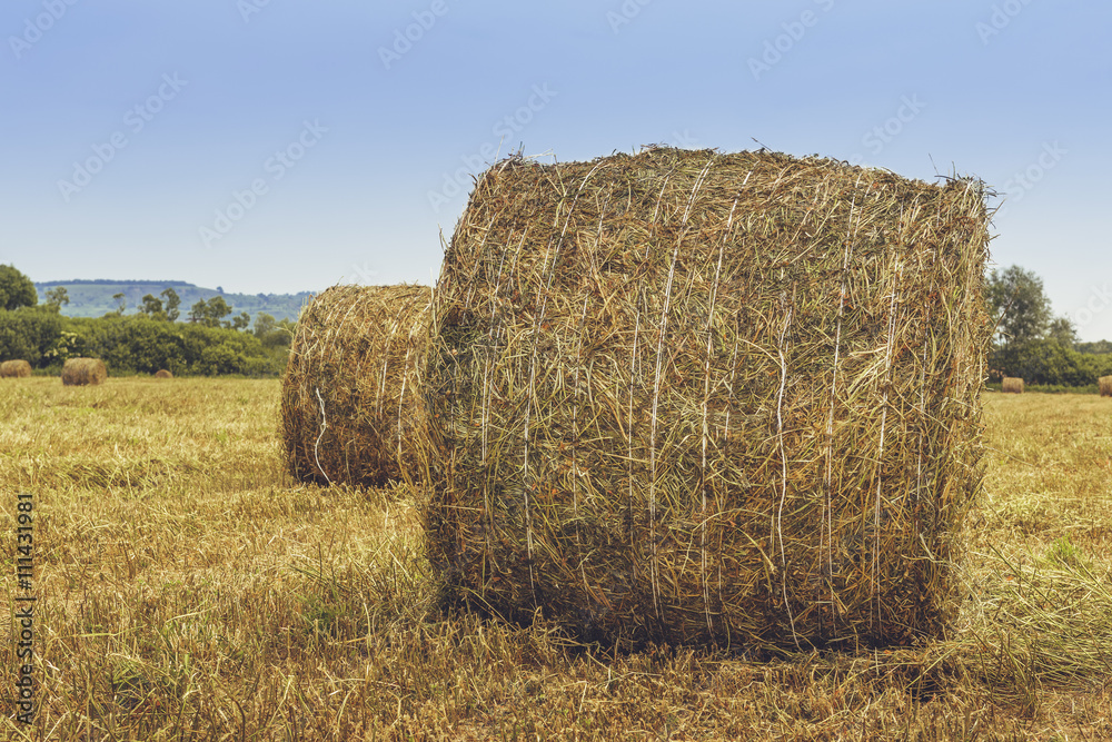 Dry hay and straw bales in the field in Transylvania, Romania.