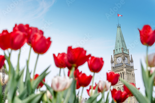 Peace Tower of Parliament building at Ottawa during Ottawa Tulip festival.