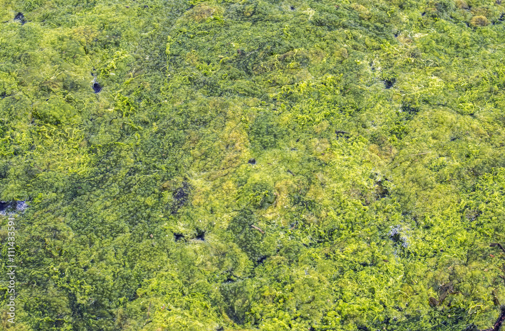 Duckweed and algae on the river, pond, lake Duckweed and algae on the river, pond, lake
