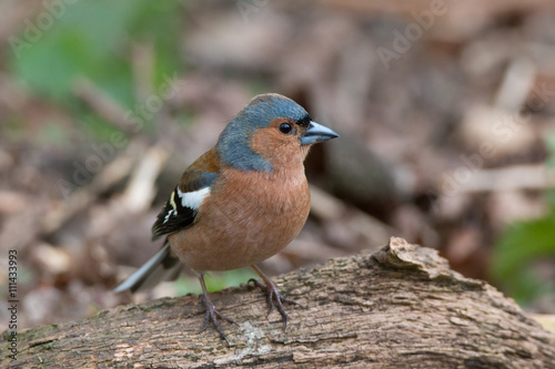 Buchfink Männchen photo