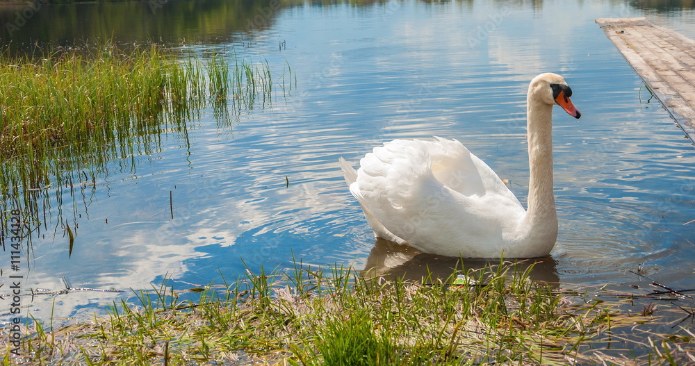 Fototapeta premium White swan floating on the lake