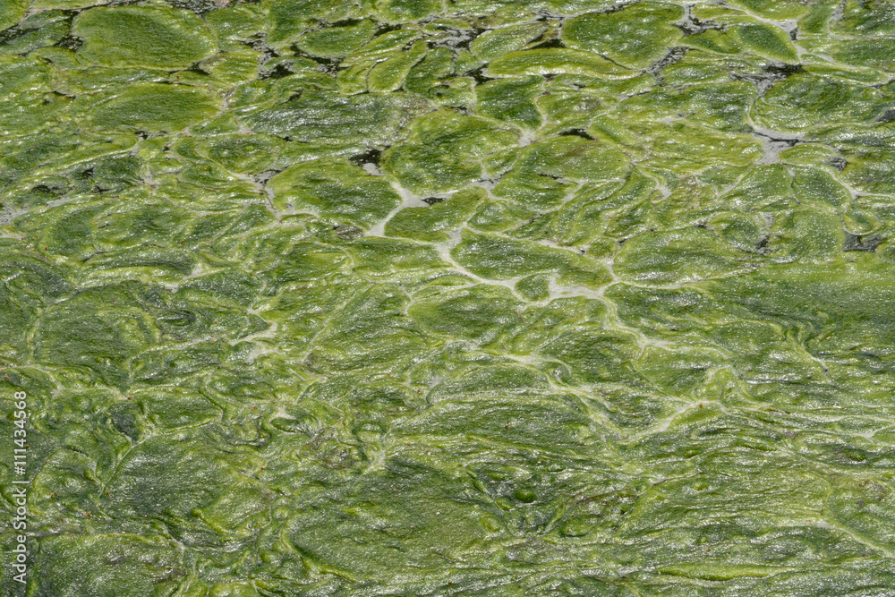 Springtime green algae abstract Springtime green algae abstract