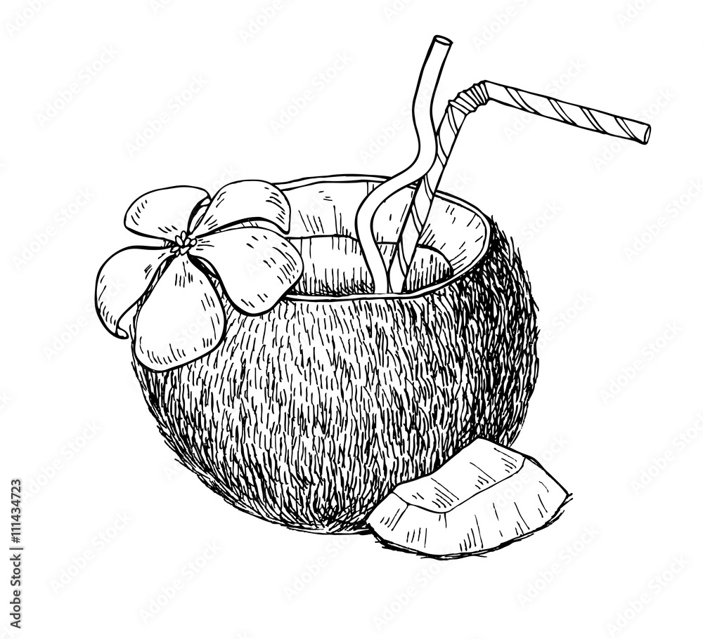 Vector hand drawn coconut drink. Tropical summer fruit engraved Stock ...