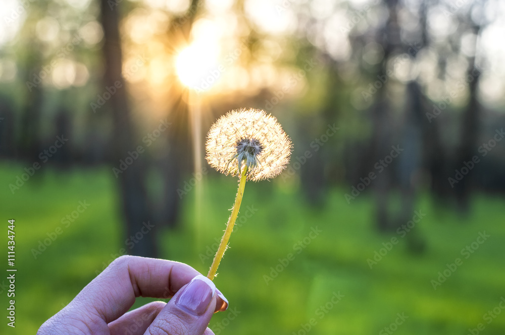 Fototapeta premium Fluffy dandelion in the hands against the bright sun