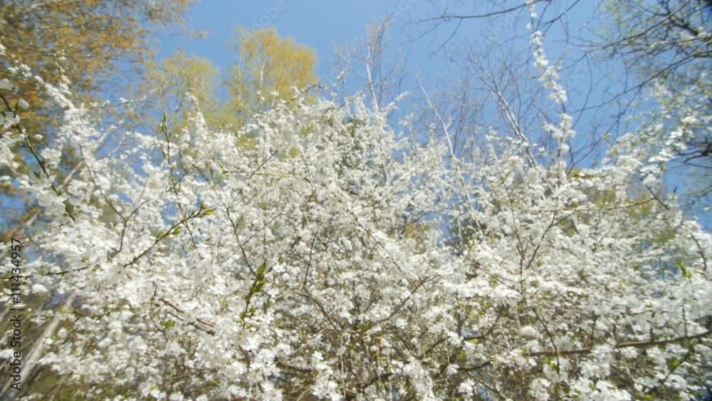 Beautiful blooming plum tree against blue sky . Beautiful blooming plum tree against blue sky .