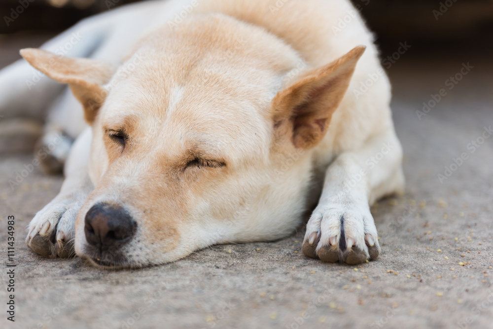 Dog sleeping on the street. Dog sleeping on the street.