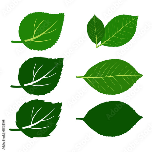 Set of leaves and leaf pair Vector Illustration
