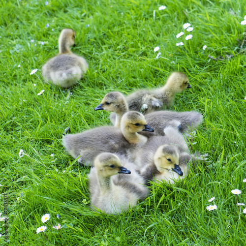 few young goose lying on the grass  © mubus