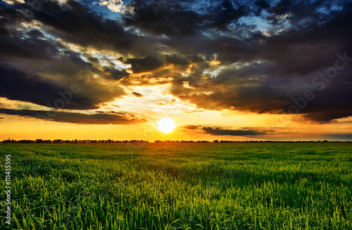 sunset in green field  summer landscape  bright colorful sky and clouds as background
