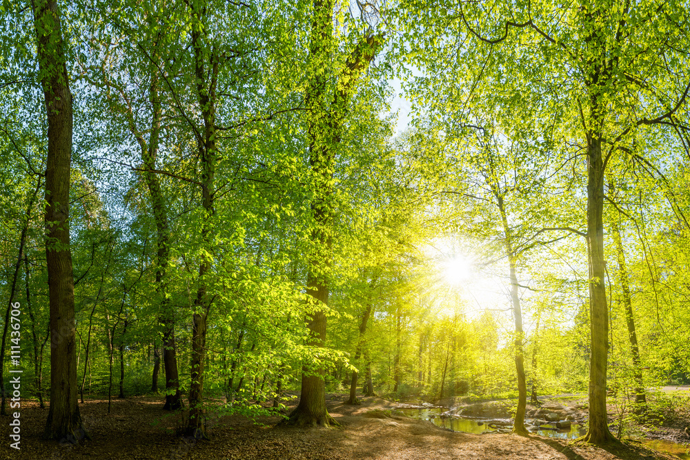 Fototapeta Lichtung im Wald mit Bach und Sonne