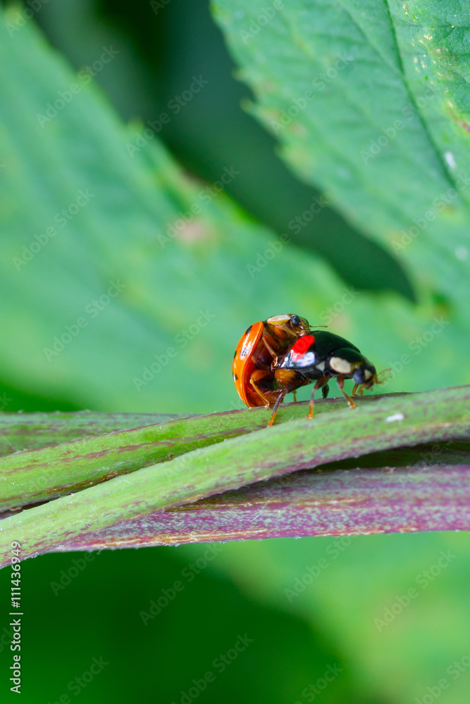 Fototapeta premium couple of beetles ladybirds mate in the green grass. the concept of sex, love, relationship