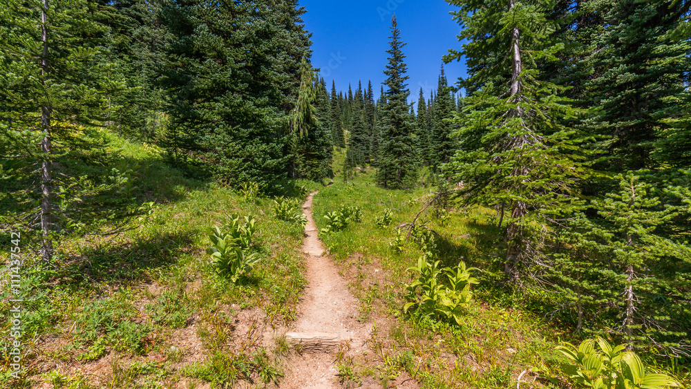Fototapeta premium Path through a green fir forest. PALISADES LAKES TRAIL, Sunrise Area, Mount Rainier