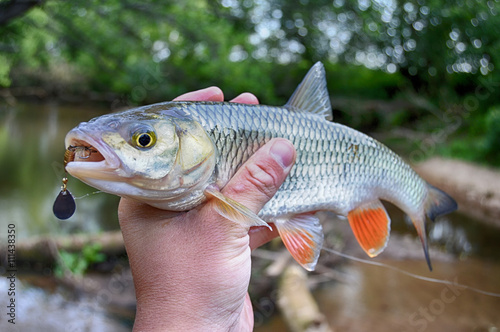 Creek chub in hand with fishing lure in mouth