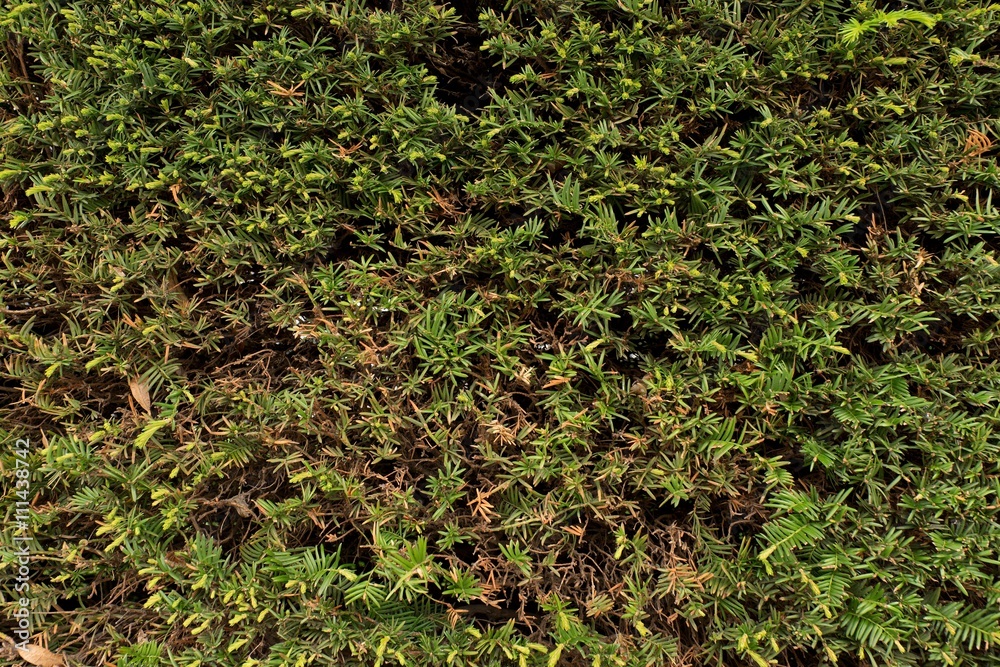 Fresh green branches with cut dry twigs as textura. Cut hedge fence Fresh green branches with cut dry twigs as textura. Cut hedge fence