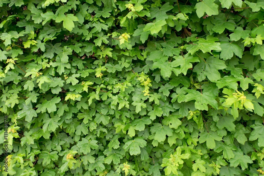 Spring wall overgrown with fresh green ivy leaves. Natural fence Spring wall overgrown with fresh green ivy leaves. Natural fence