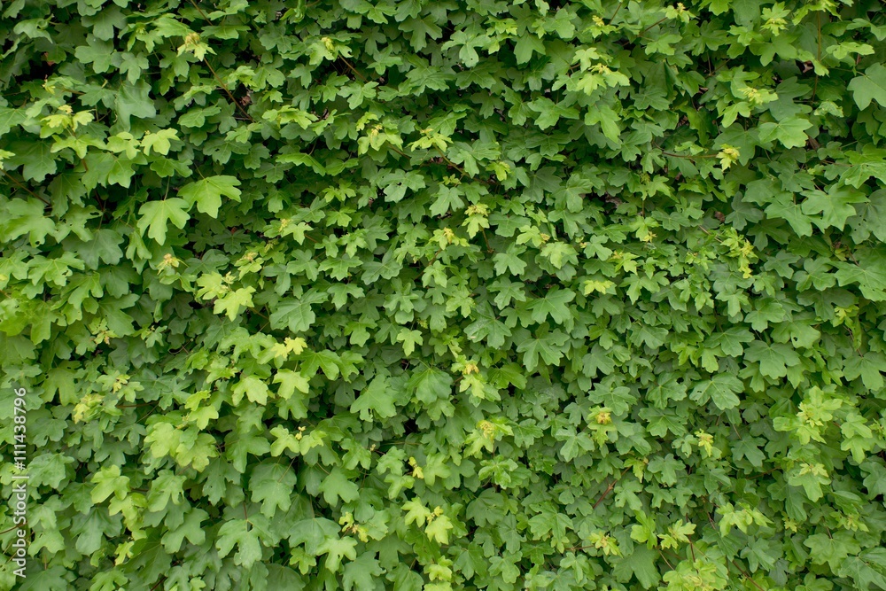 Spring wall overgrown with fresh green ivy leaves. Natural fence Spring wall overgrown with fresh green ivy leaves. Natural fence