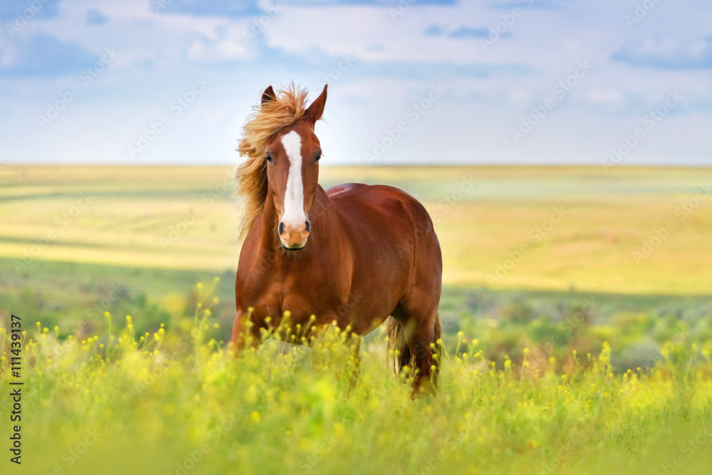 Obraz premium Czerwony koń z długą grzywą w kwiatu polu przeciw niebu