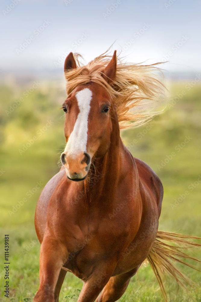 Beautiful red horse with long mane portrait in motion - obrazy, fototapety, plakaty 