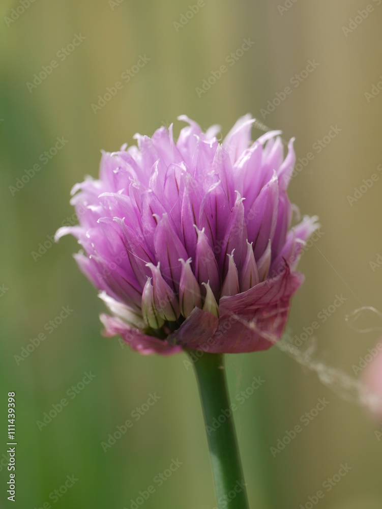 Schnittlauchblüte Schnittlauchblüte