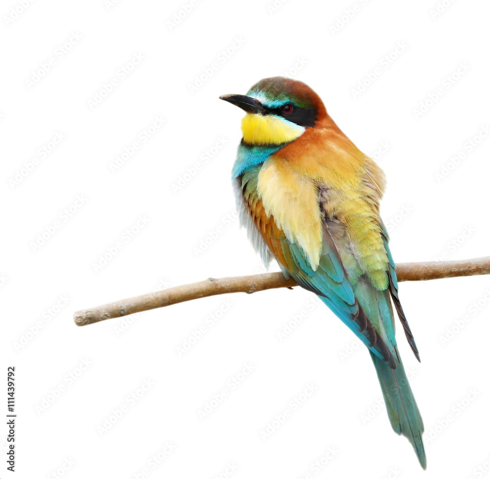 European bee-eater isolated on white background, Merops apiaster European bee-eater isolated on white background, Merops apiaster
