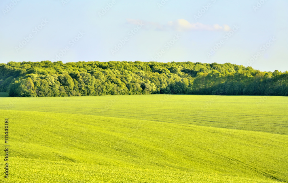 Fototapeta premium Forest in wheat field