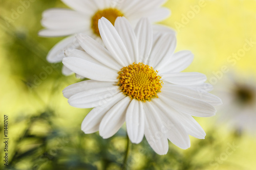 Floral background camomile