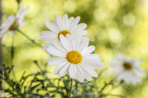 Floral background camomile