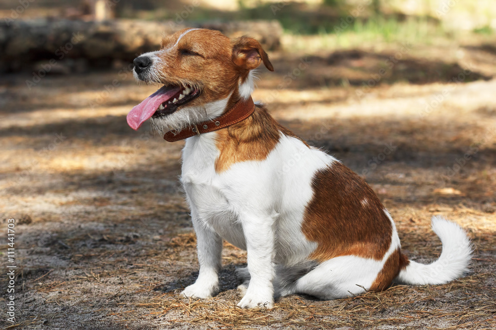 jack russel terrier dog sitting on a country road