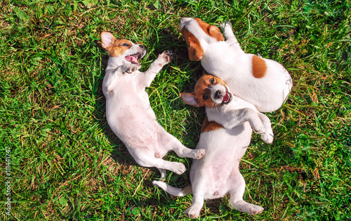 Funny smiling puppies playing outdoors on a green summer meadow. Happy pets enjoying their life. Small cute dogs background with space for your text or design © vitpluz