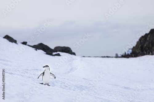 chinstrap penguin in antarctica