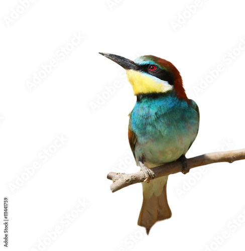 European bee-eater isolated on white background, Merops apiaster