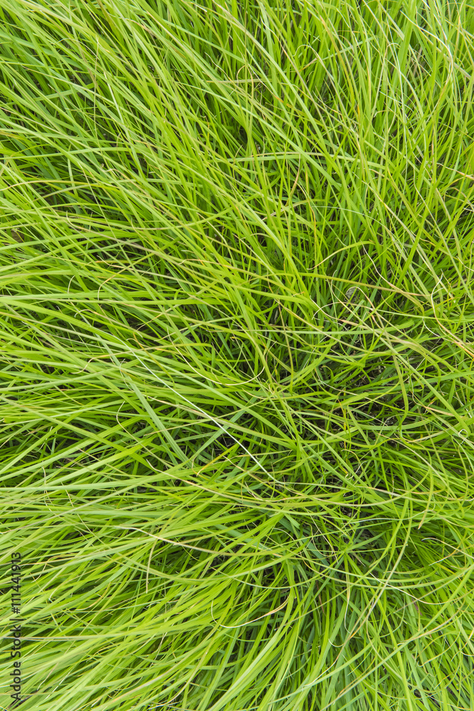 field of a green high grass field of a green high grass