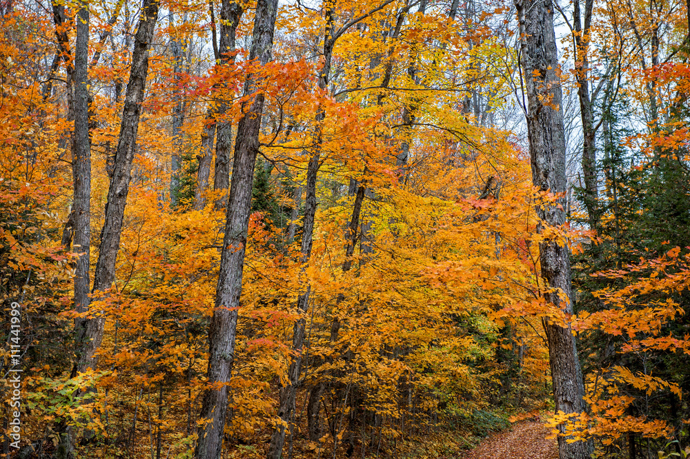 collection of beautiful colorful autumn leaves green yellow ora collection of beautiful colorful autumn leaves green yellow ora