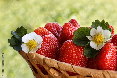 Fototapeta Naklejka Na Ścianę i Meble -  strawberries on a wooden old table outdoors