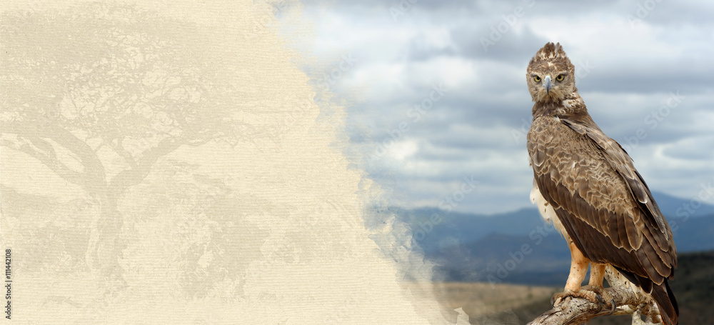 Fototapeta premium Tawny eagle on textured paper