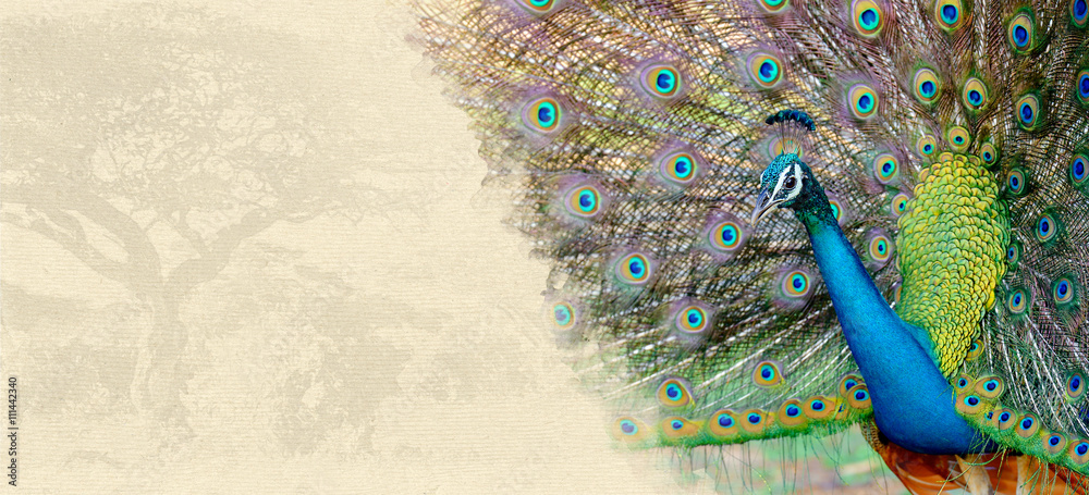 Fototapeta premium Peacock on textured paper