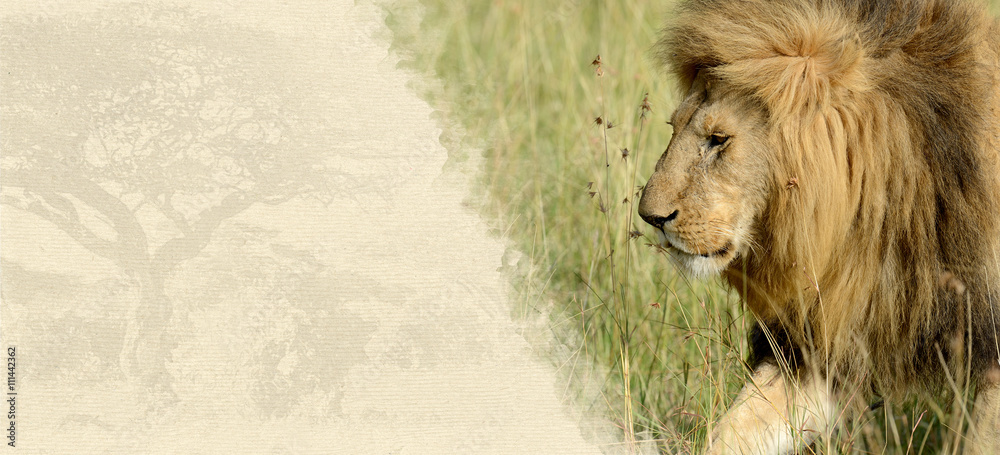 Naklejka premium Lion on textured paper