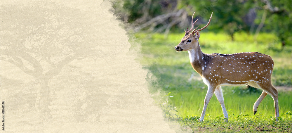 Obraz premium Deer on textured paper