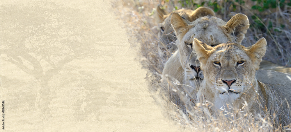 Fototapeta premium Lion on textured paper