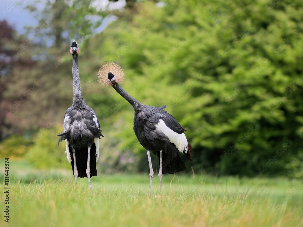 Obraz premium Two curious crown cranes