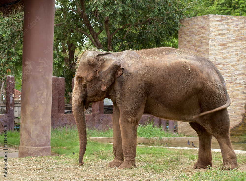 Fototapeta premium Elephant / Elephant relax in elephant farm.