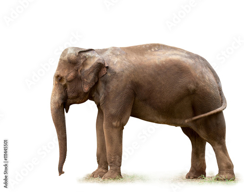 Elephant / Elephant on white background. Focus on eye.