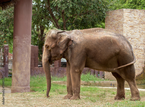 Elephant / Elephant relax in elephant farm.
