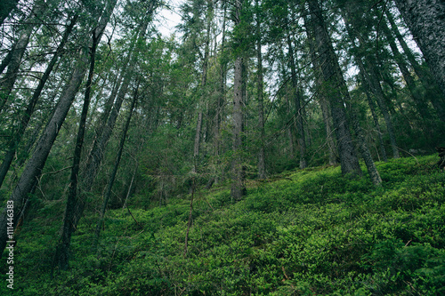 Green Mountain Forest background. Misty pine forest landscape. Travel © Yevhenii Kukulka